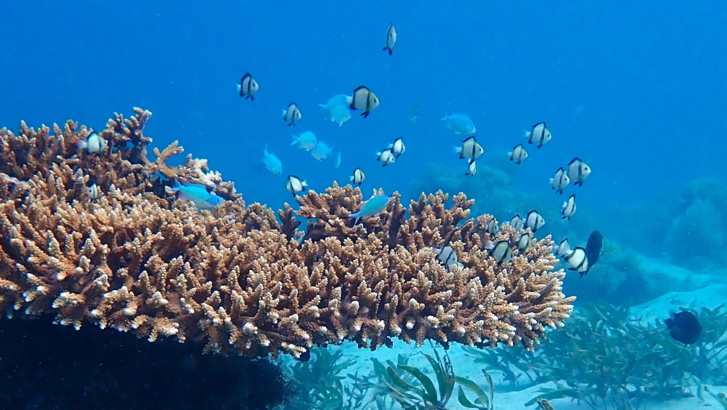 Mafia Island coral reef