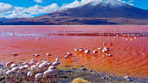Lake Natron flamingos