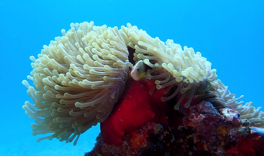 Anemone and clownfish