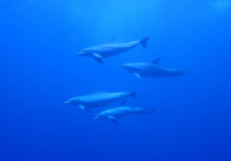 Spinner dolphins