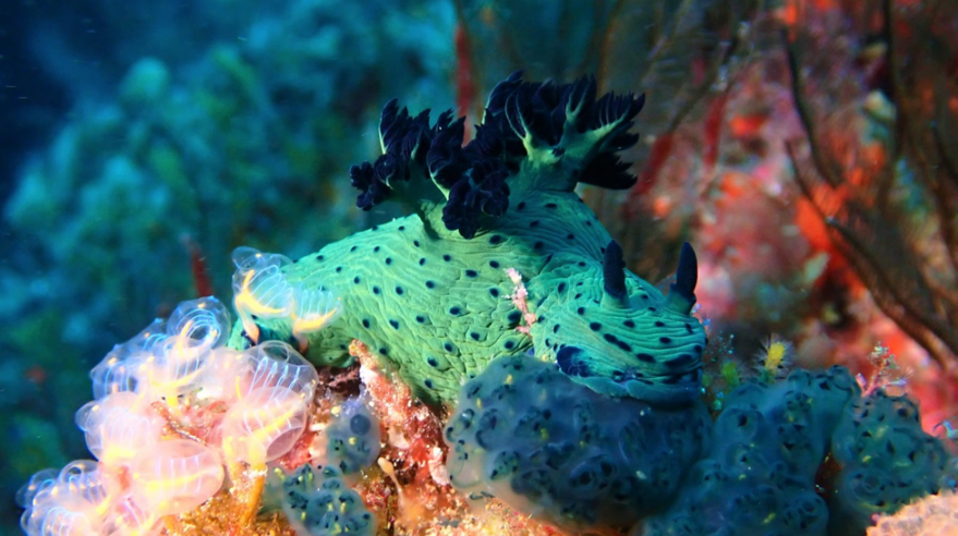Nudibranch