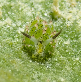 Nudibranch macro life