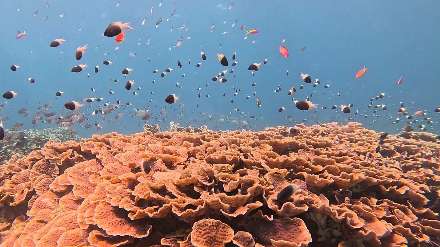 Coral reef