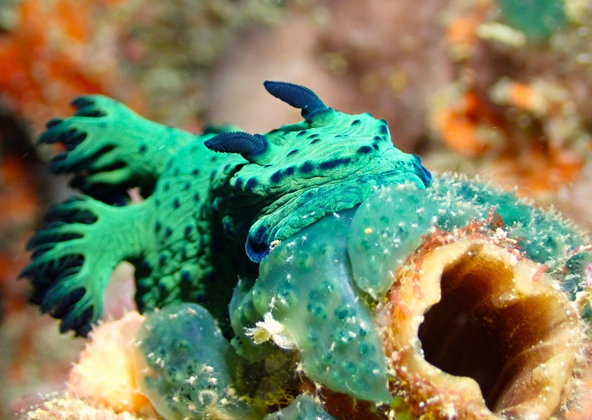 Mafia Island nudibranch