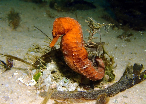 Mafia Island seahorse
