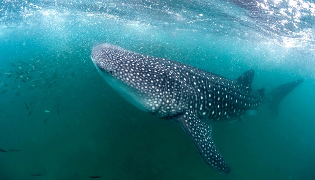 Mafia Island whale shark