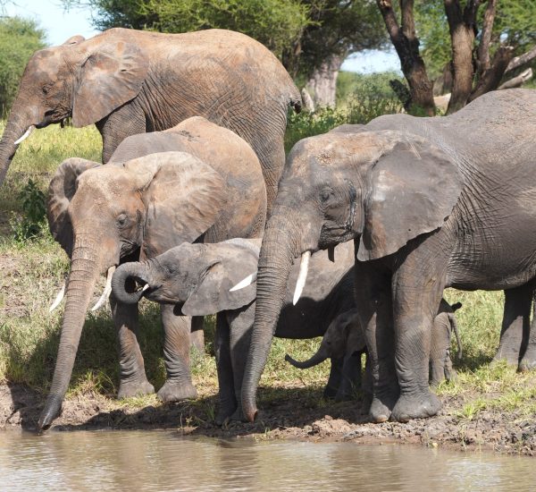 Tembo generations