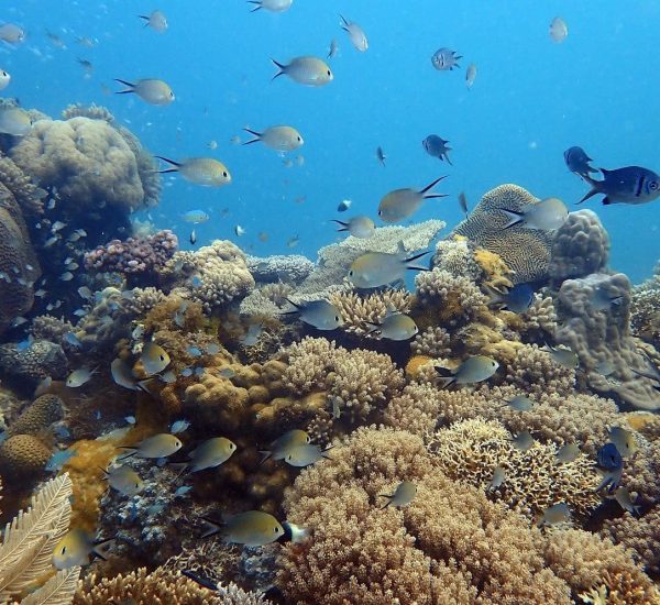 diverse corals